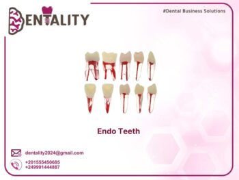 Endo Teeth